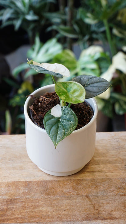 Alocasia Silver Dragon Variegata