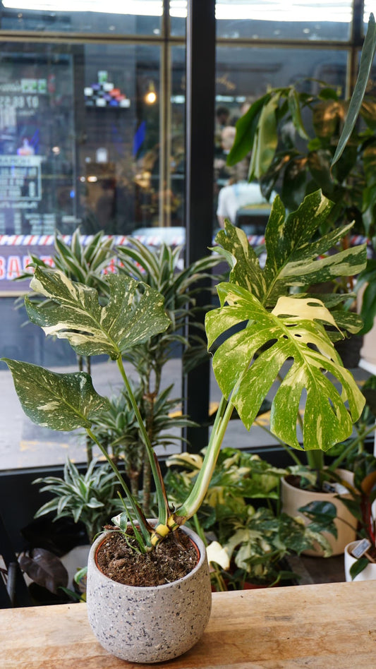 Monstera Thai Constellation M