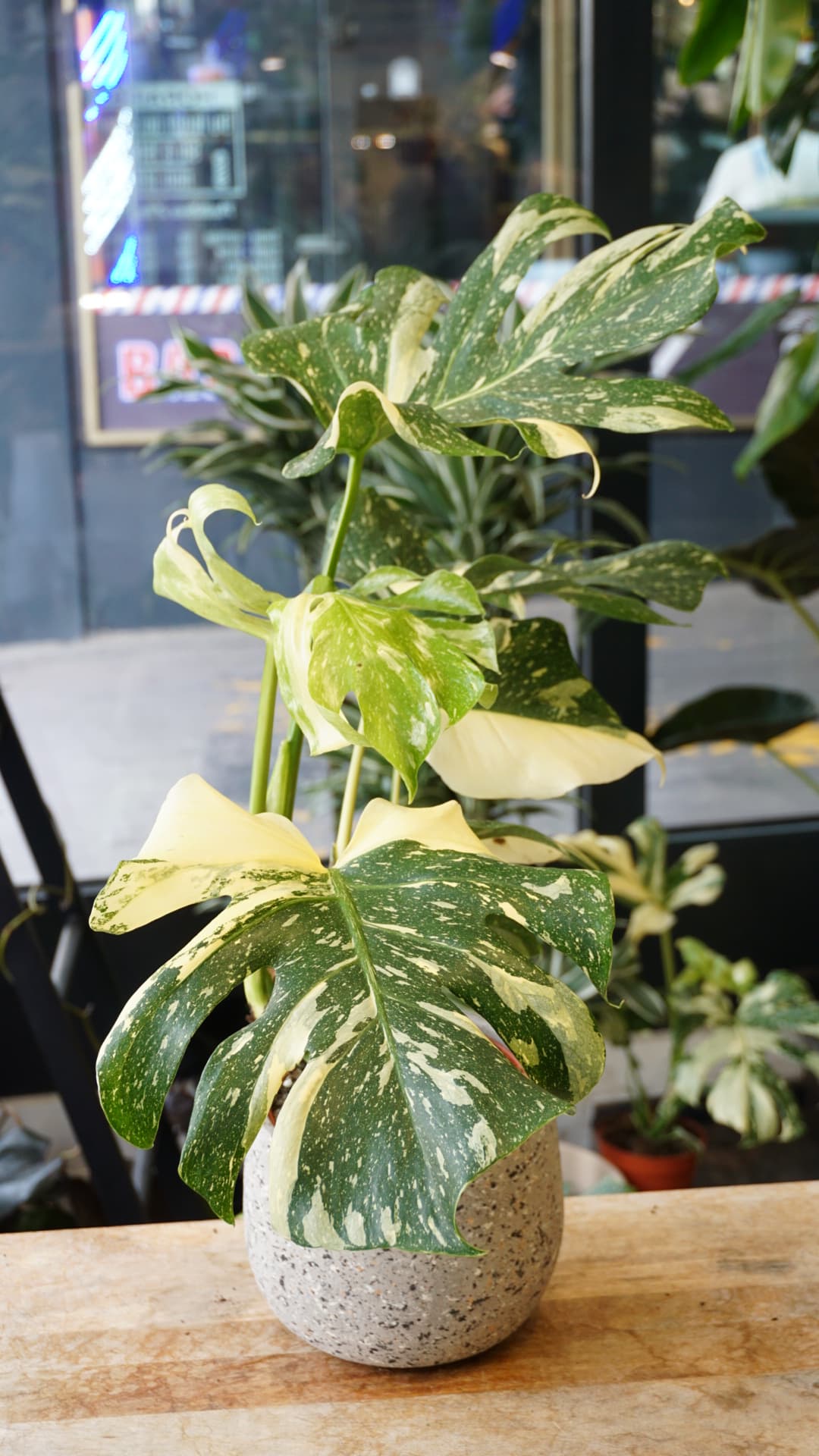 Monstera Thai Constellation (in-store pickup)