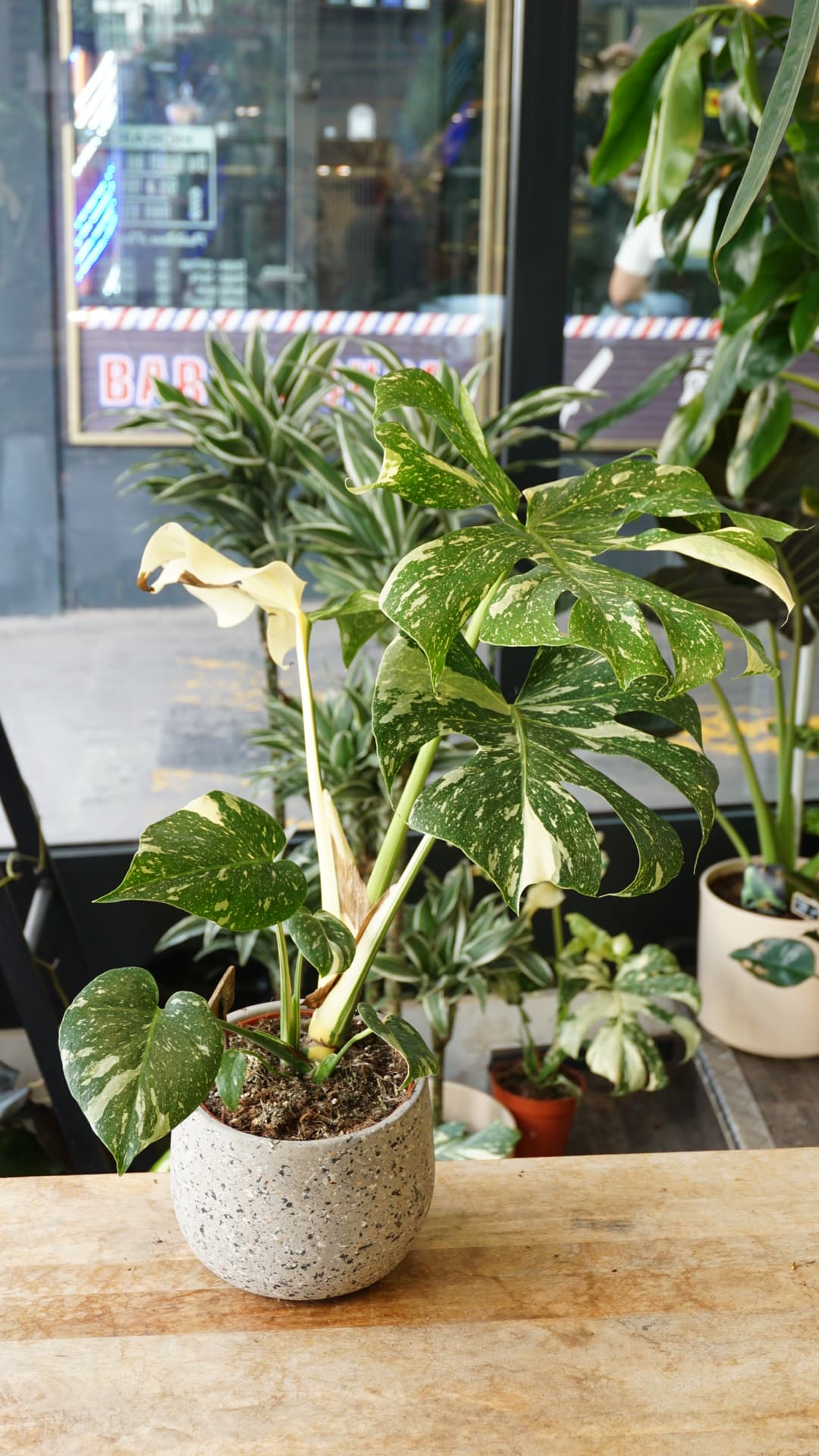 Monstera Thai Constellation (in-store pickup)