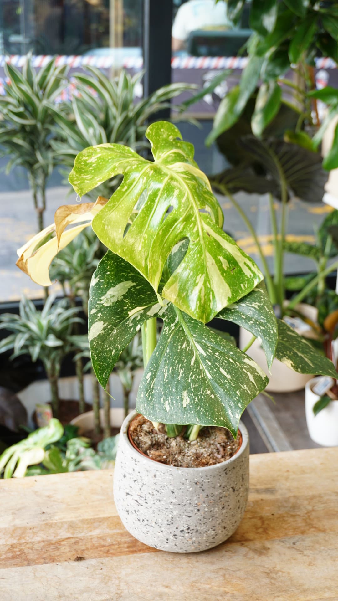 Monstera Thai Constellation (in-store pickup)