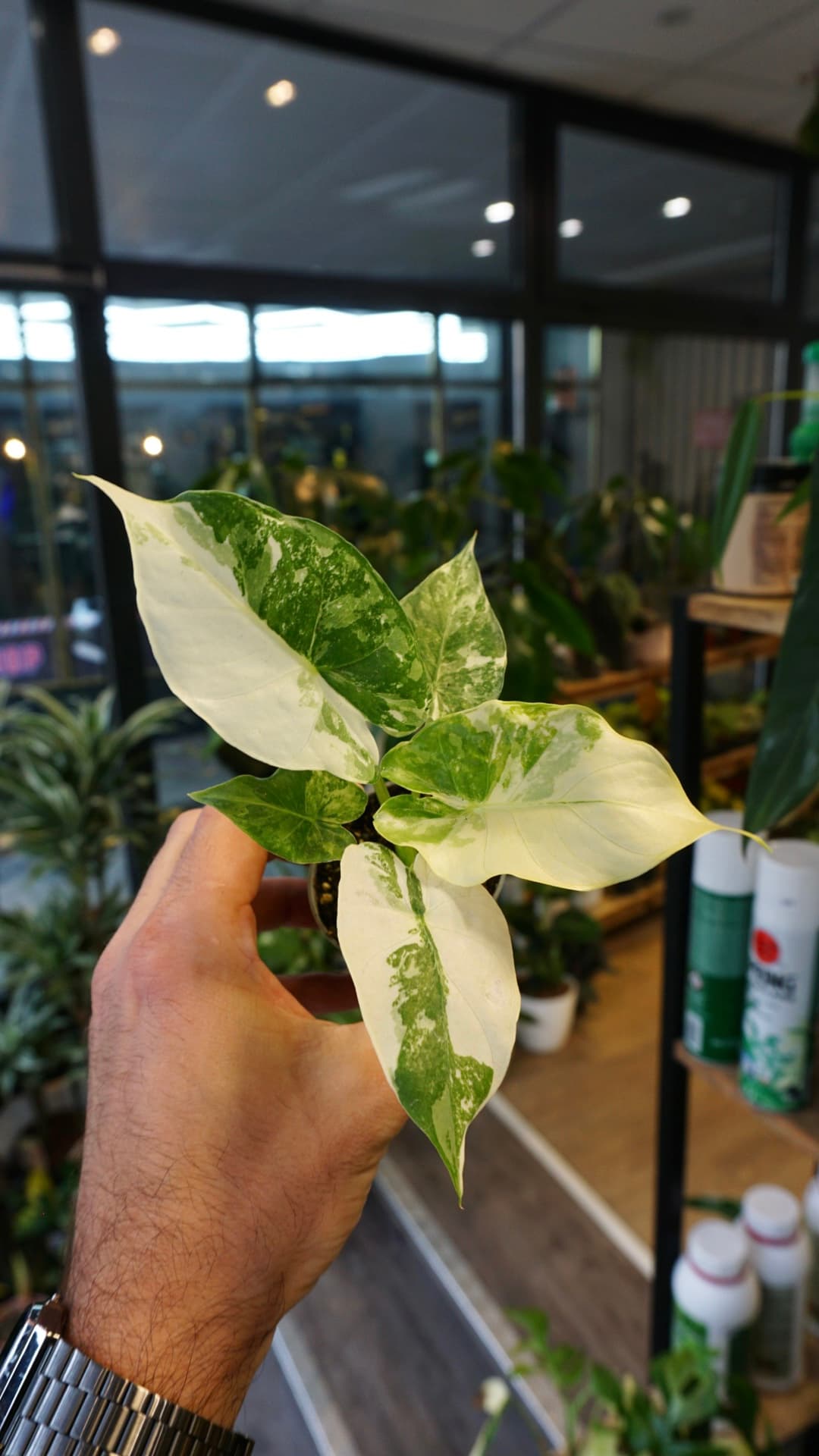 Alocasia Gageana Albo Variegata – Alocasia rare panaché blanc