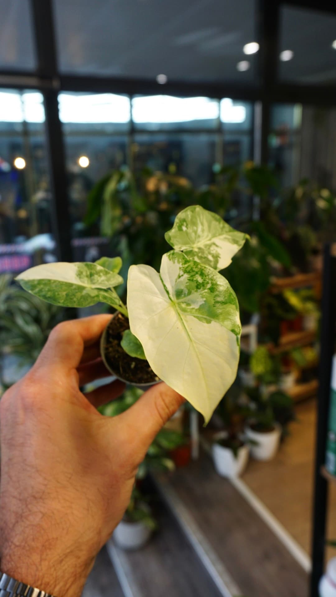 Alocasia Gageana Albo