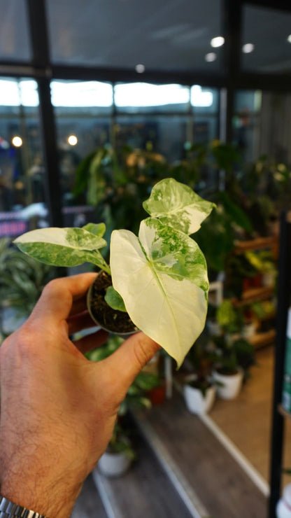 Alocasia Gageana Albo
