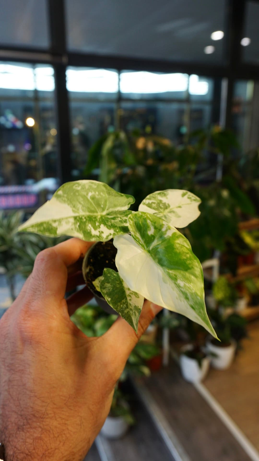 Alocasia Gageana Albo