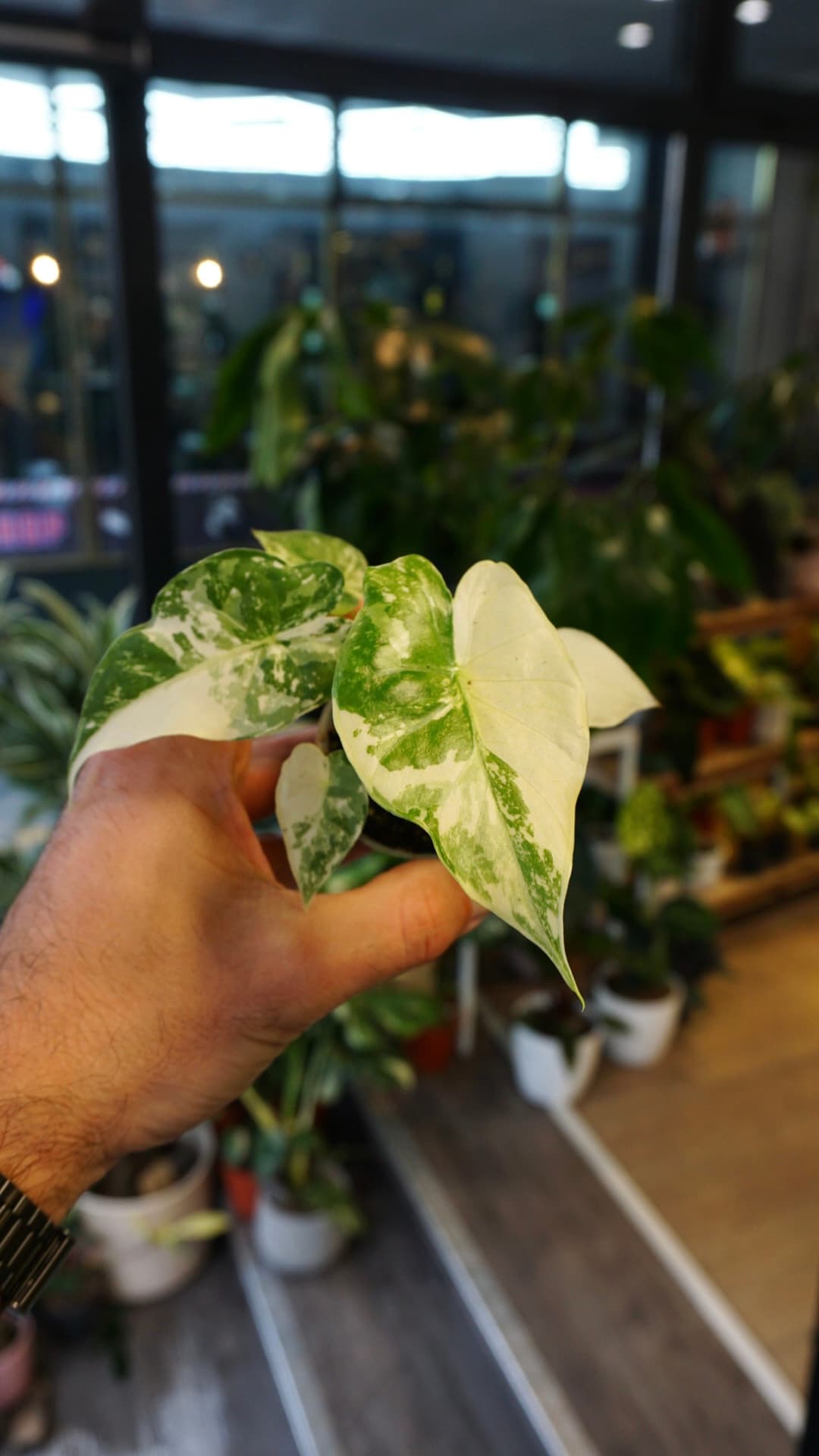 Alocasia Gageana Albo