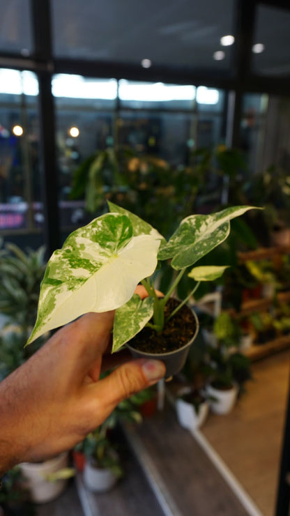 Alocasia Gageana Albo