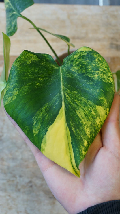 Monstera Aurea Yellow Marilyn