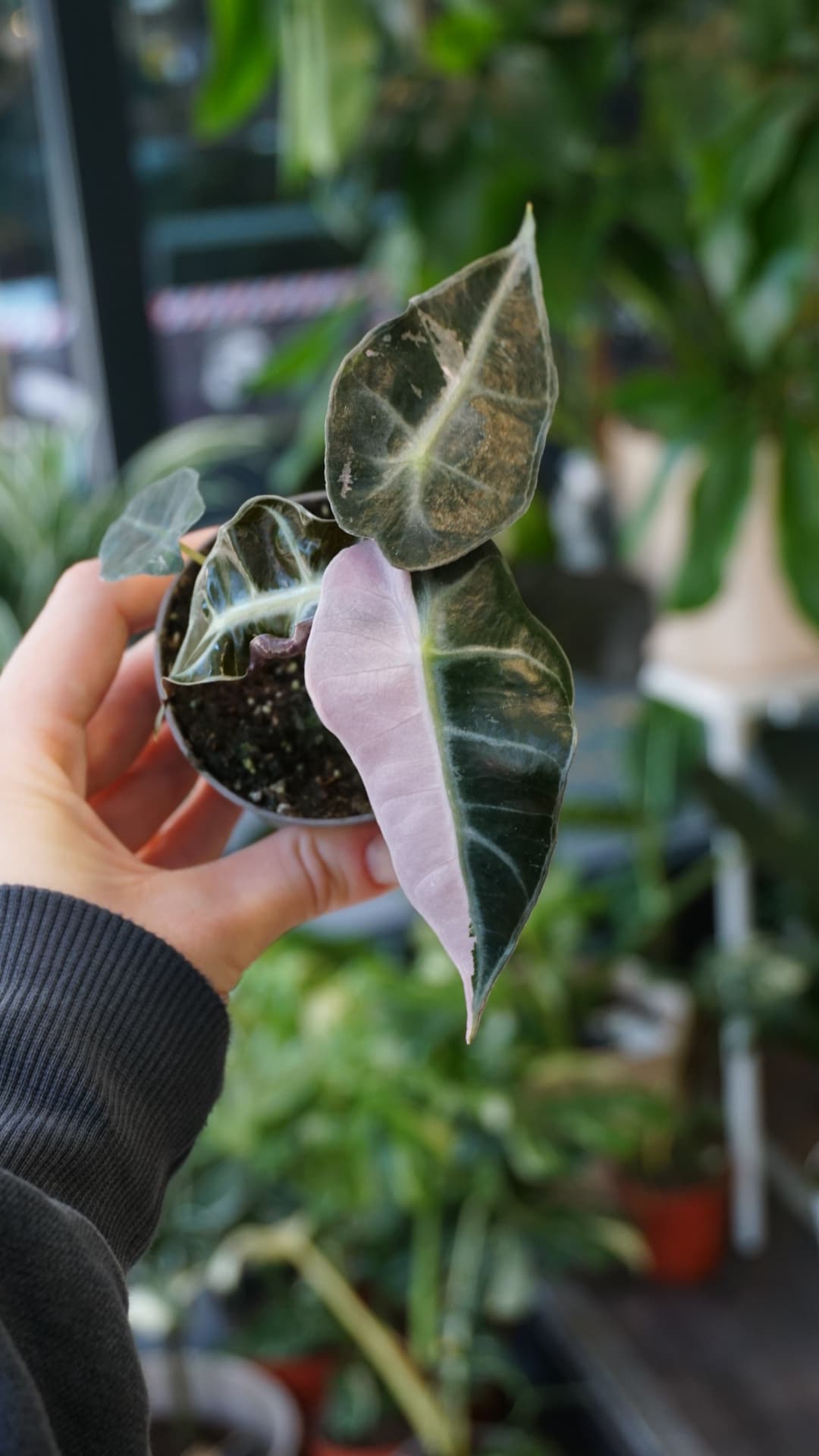 Alocasia Polly Pink Variegata