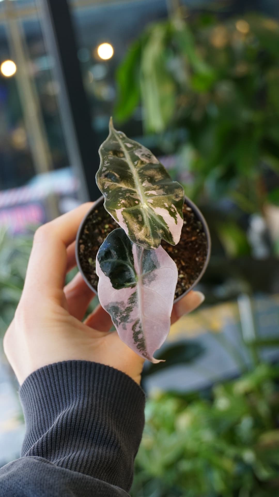 Alocasia Polly Pink Variegata