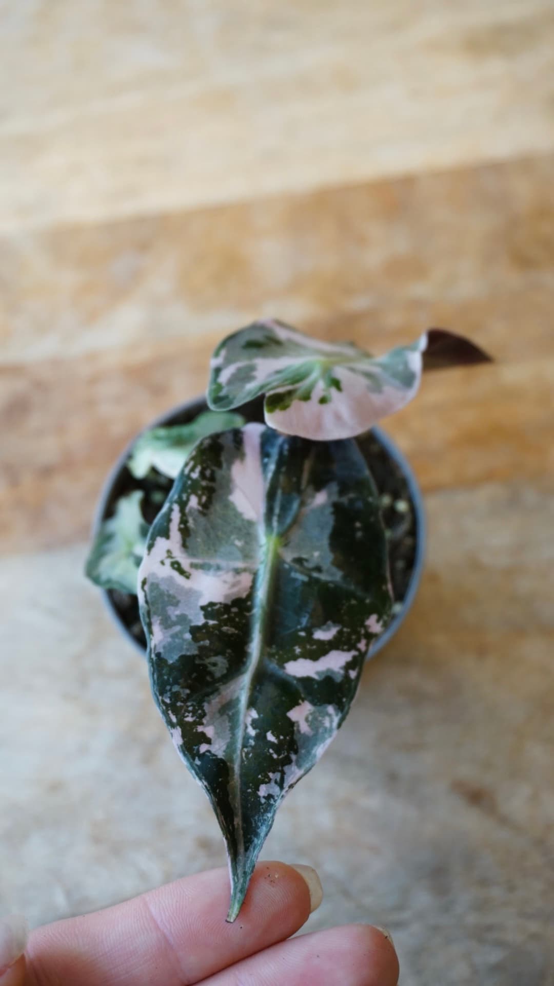 Alocasia Polly Pink Variegata