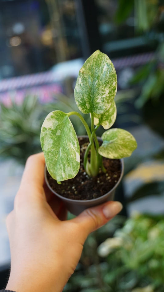 Monstera Legacy Baby