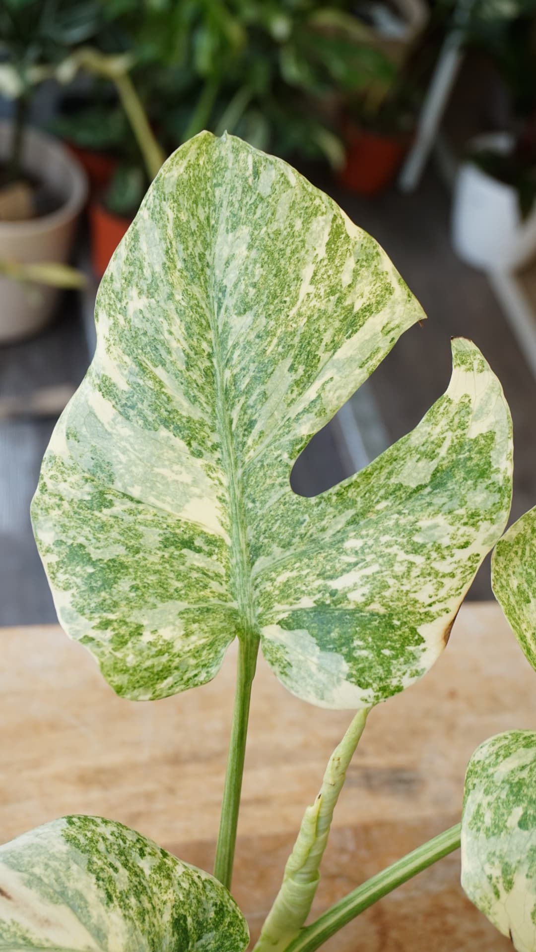 Monstera Legacy M