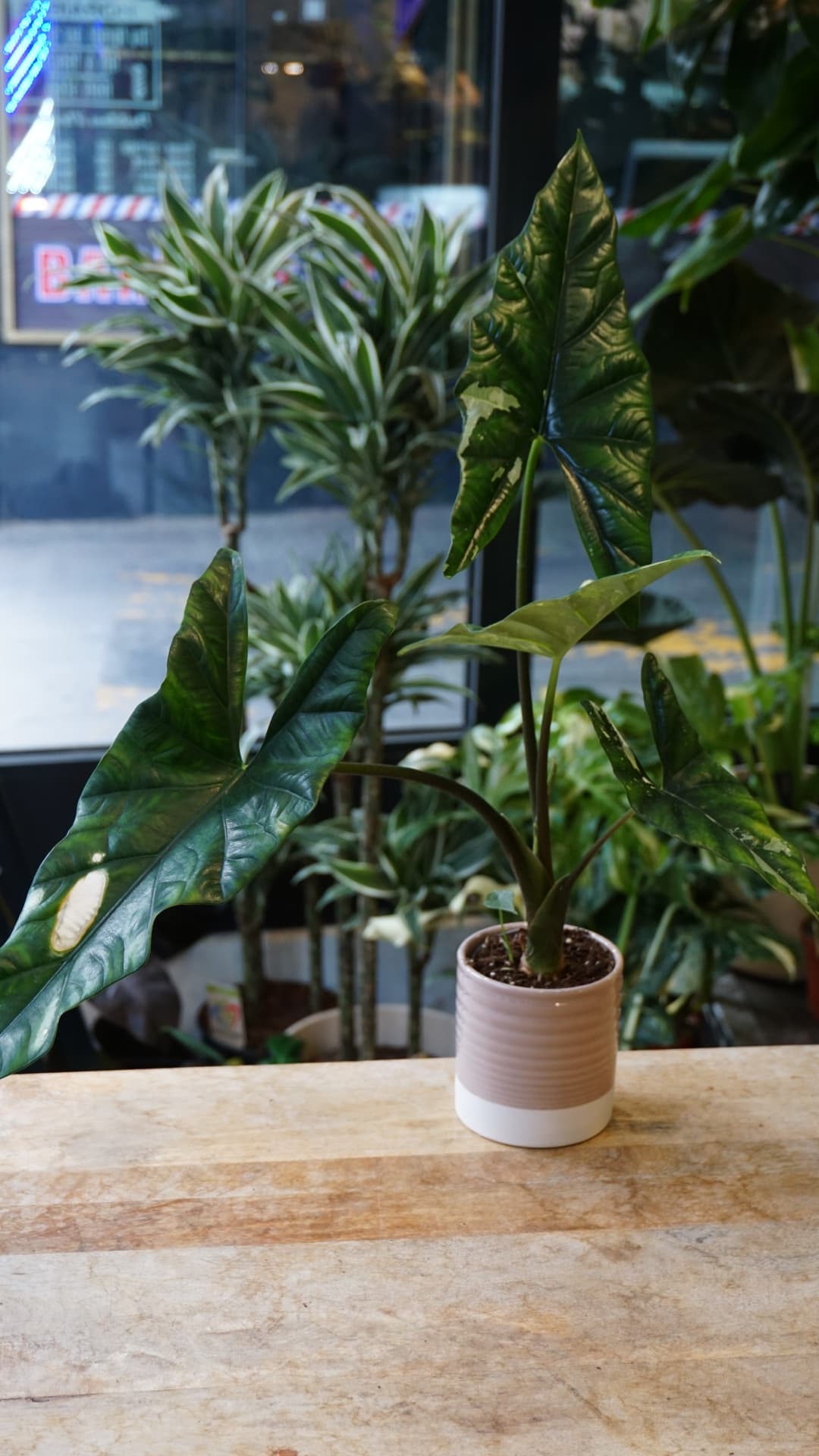 Alocasia Simpo Albo Variegata