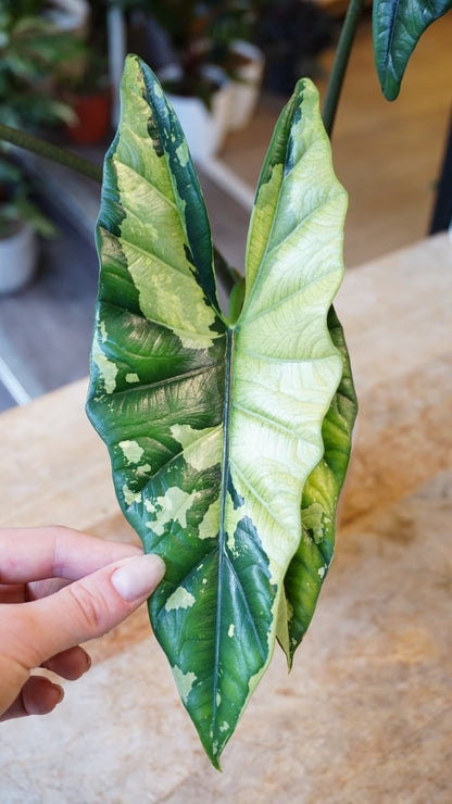 Alocasia Simpo Albo Variegata