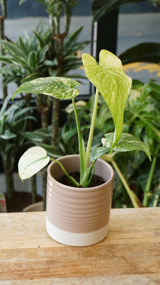 Monstera White Monster – Monstera rare de collection