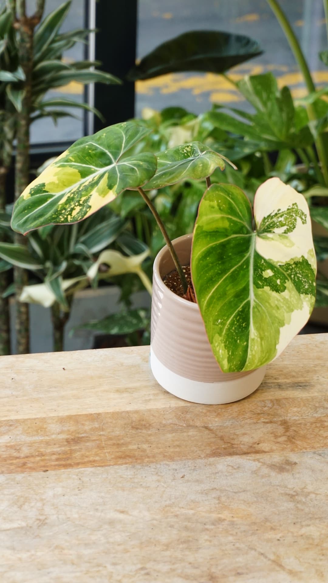 Philodendron Gloriosum Tricolor – Philodendron rare variegata Studio Plantes