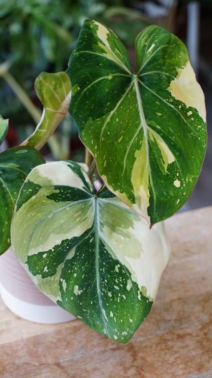 Philodendron Gloriosum Tricolor – Philodendron rare variegata Studio Plantes