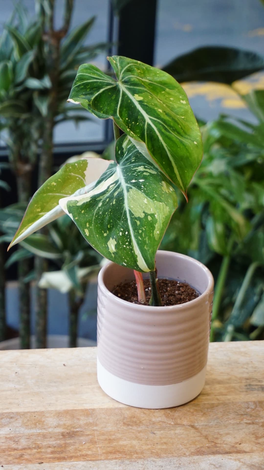 Philodendron Gloriosum Tricolore