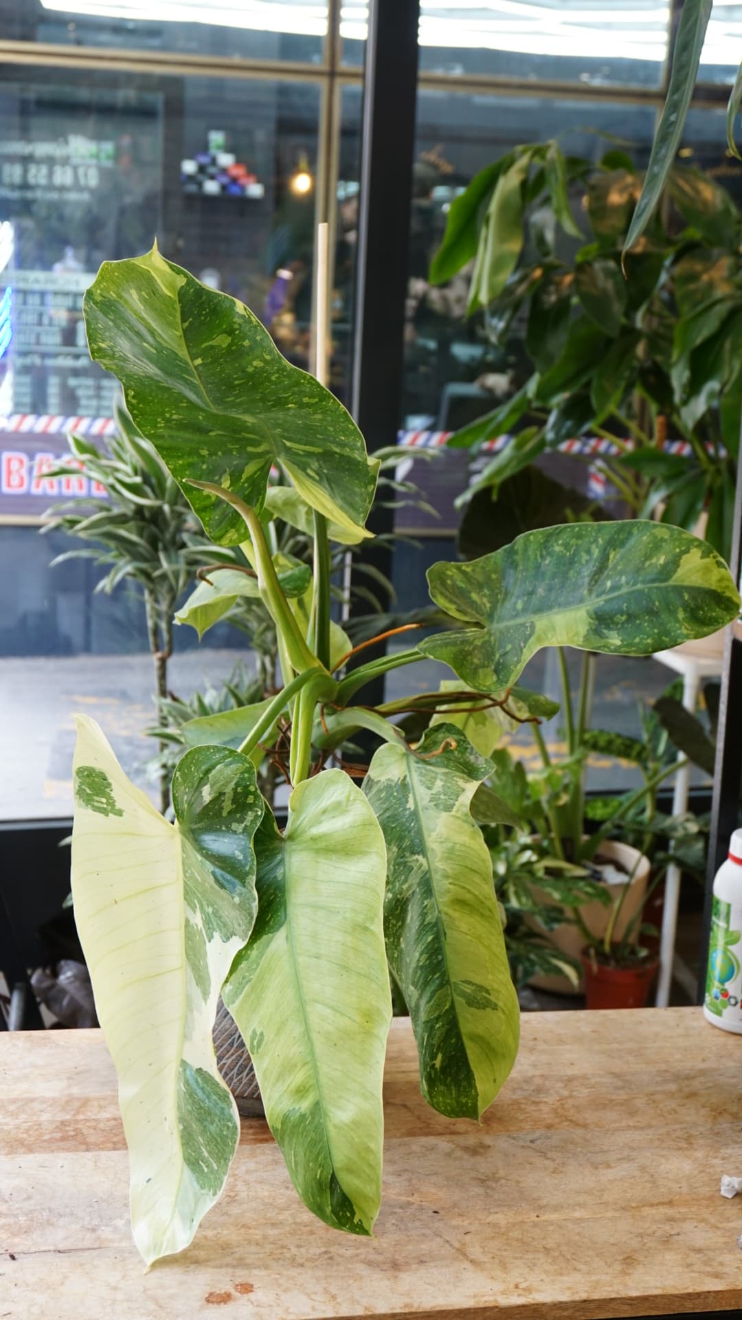 Philodendron Jose Buono – Philodendron rare variegata Studio Plantes