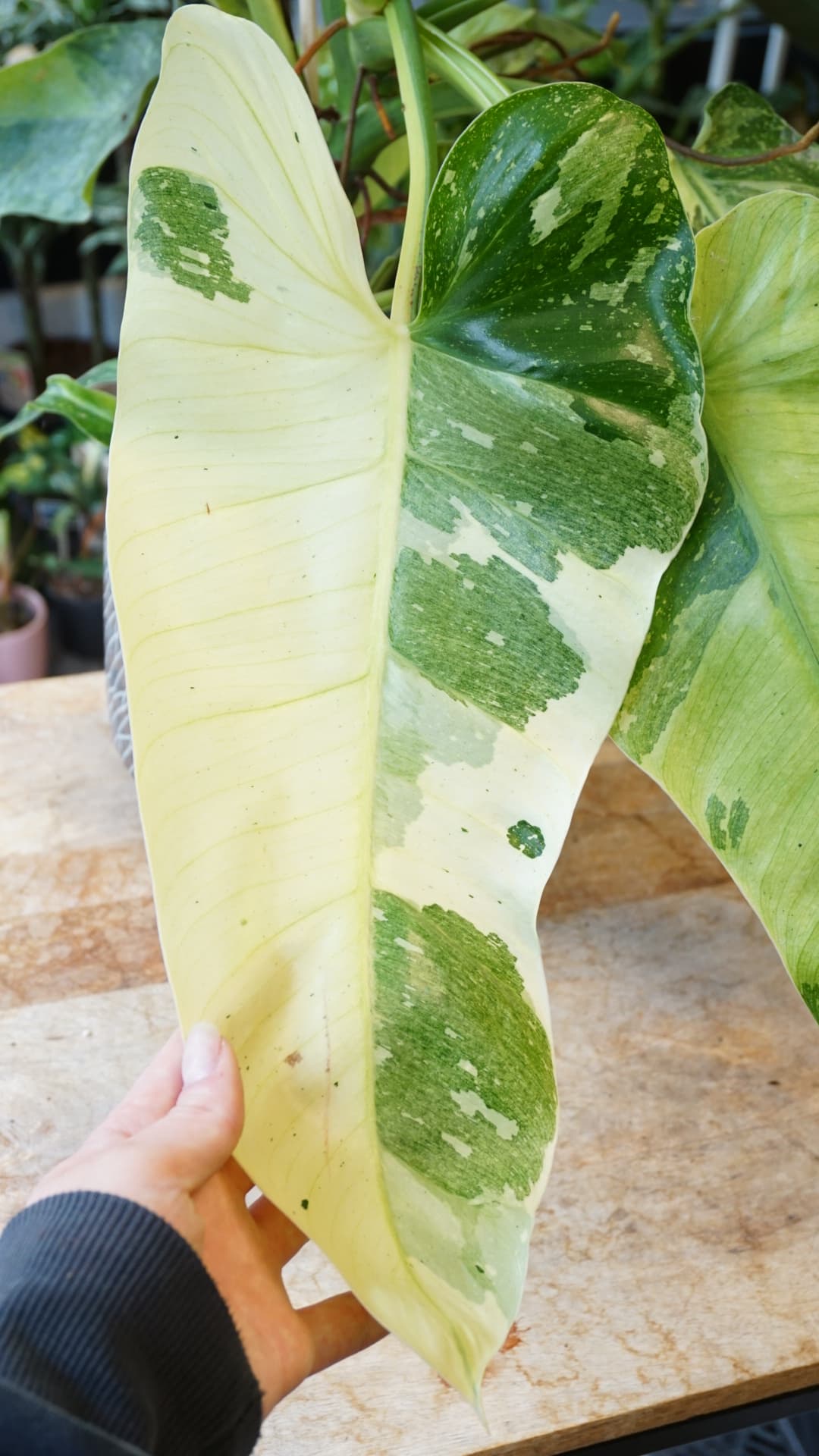 Philodendron José Buono