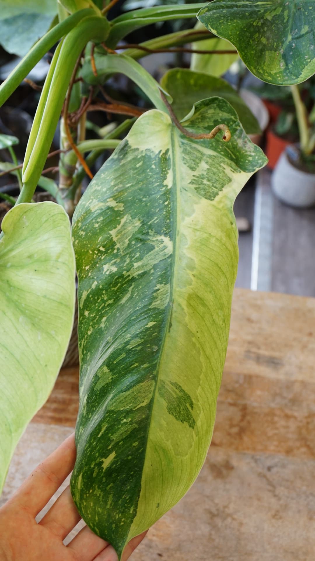 Philodendron José Buono