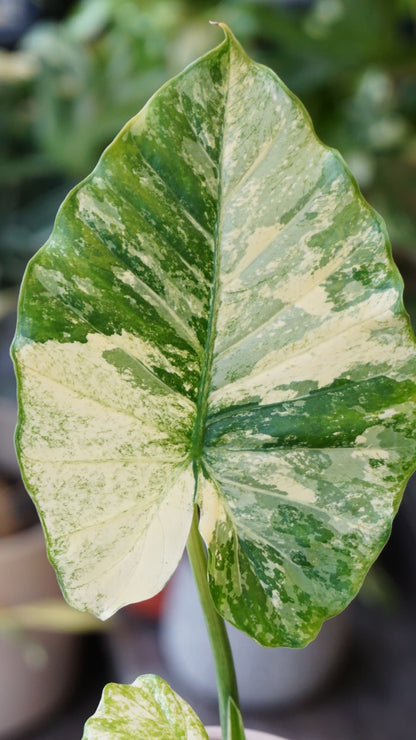 Alocasia Gageana Albo