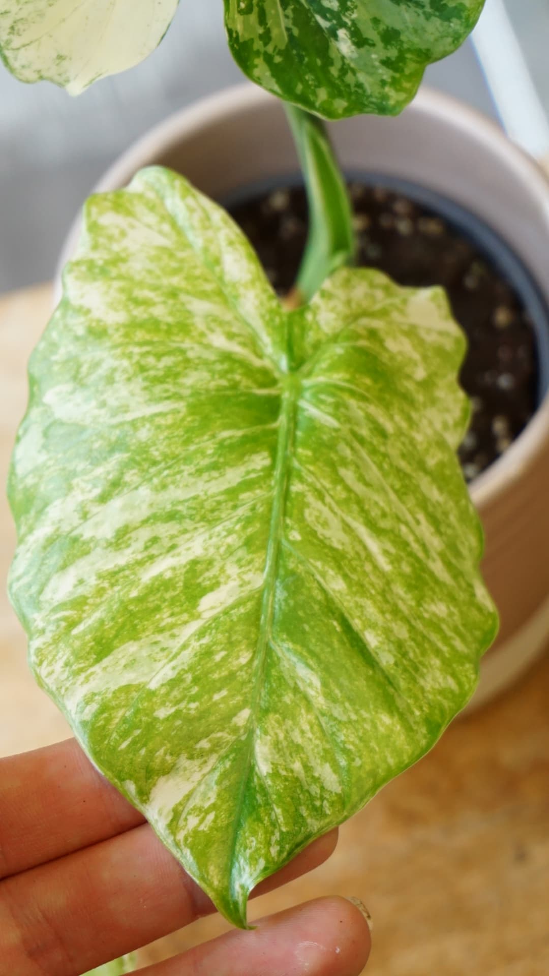 Alocasia Gageana Albo