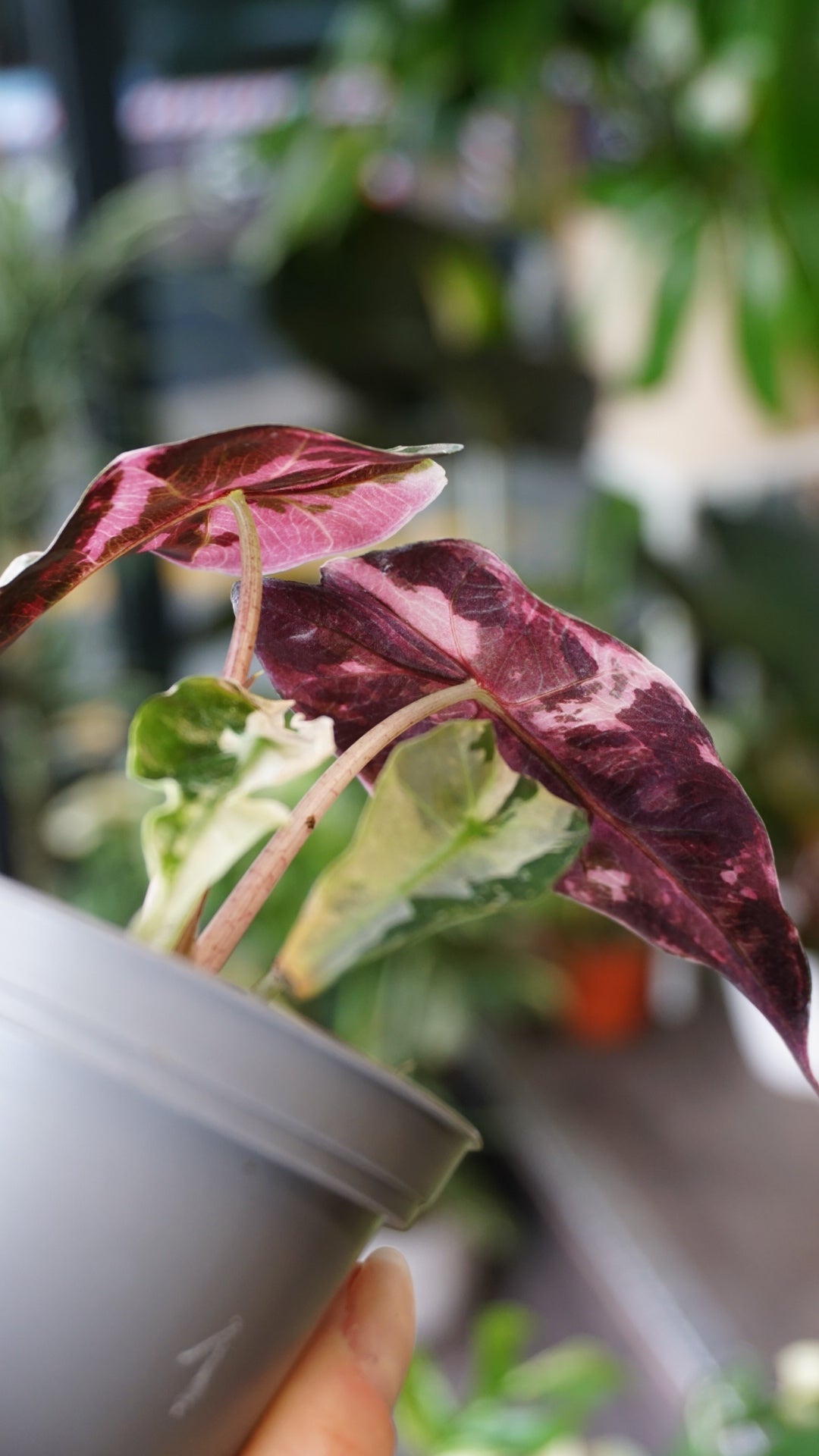 Alocasia Polly Pink Variegata