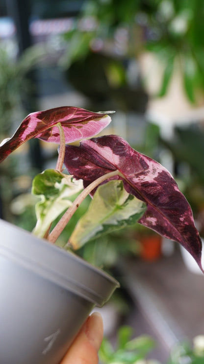 Alocasia Polly Pink Variegata