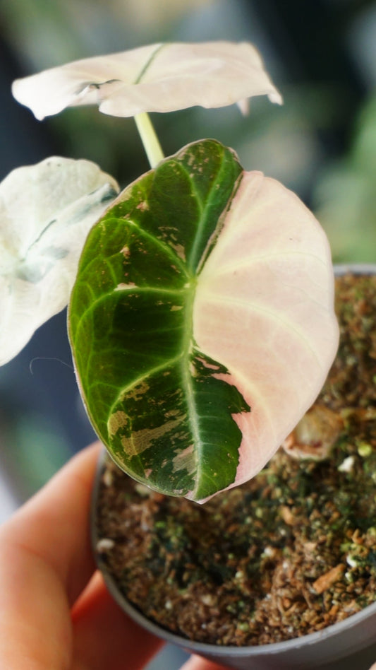 Alocasia Black Velvet Pink Variegata