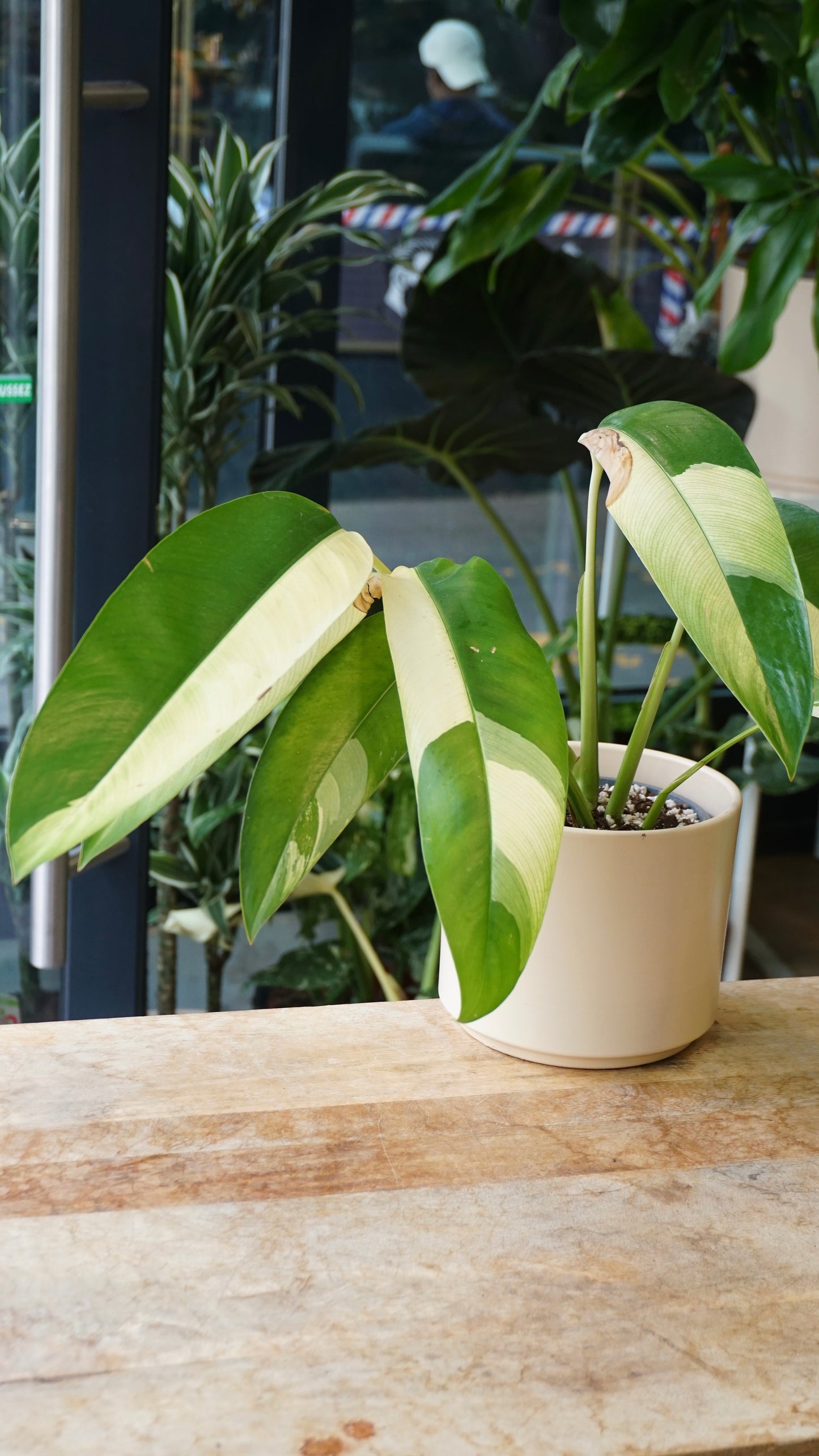 Epipremnum Giganteum White Pearl epipremnum giganteum albo variegata studio plantes rares jungle jardinerie strasbourg rare plant shop online pflanzen