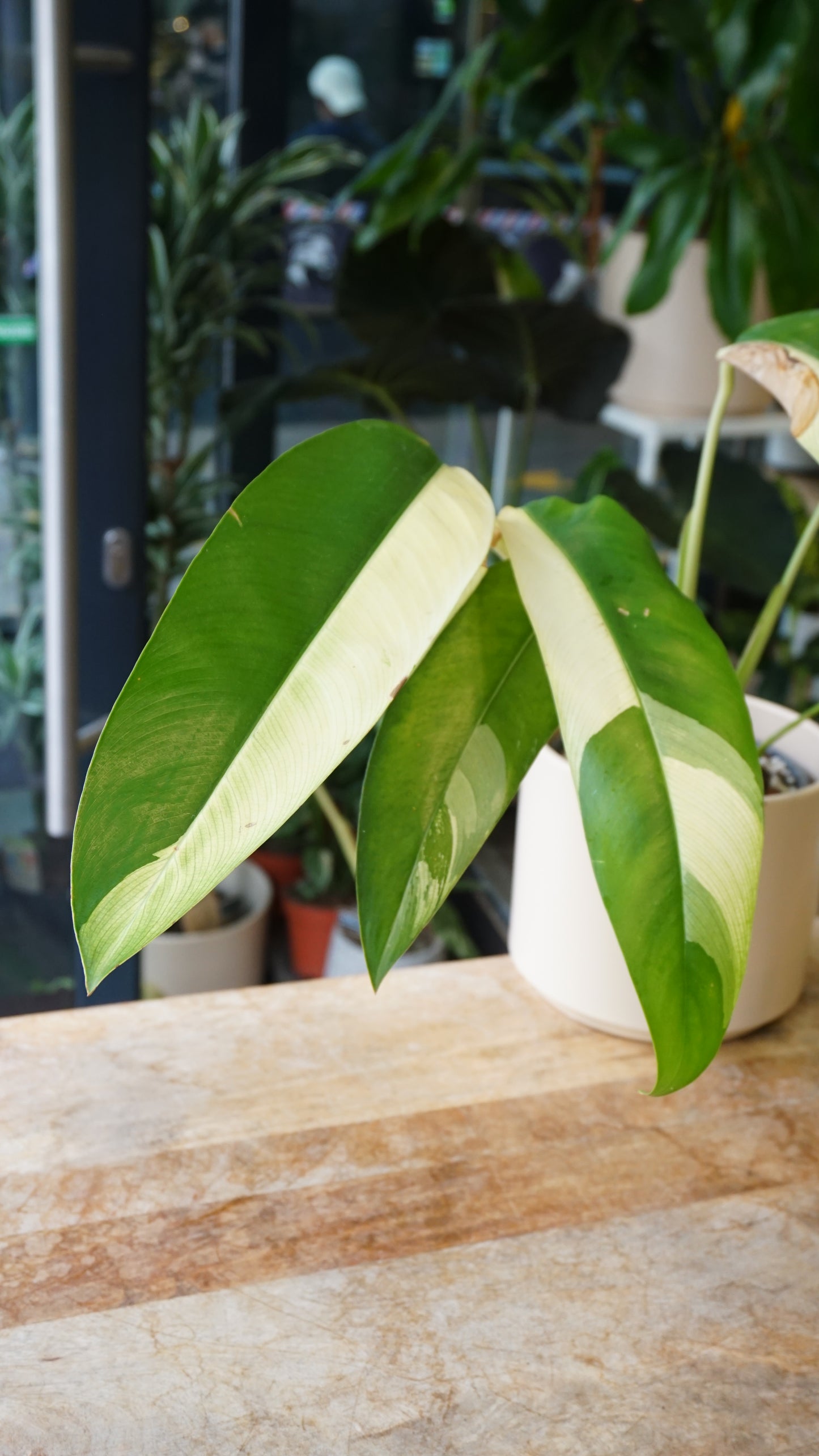 Epipremnum Giganteum White Pearl epipremnum giganteum albo variegata studio plantes rares jungle jardinerie strasbourg rare plant shop online pflanzen
