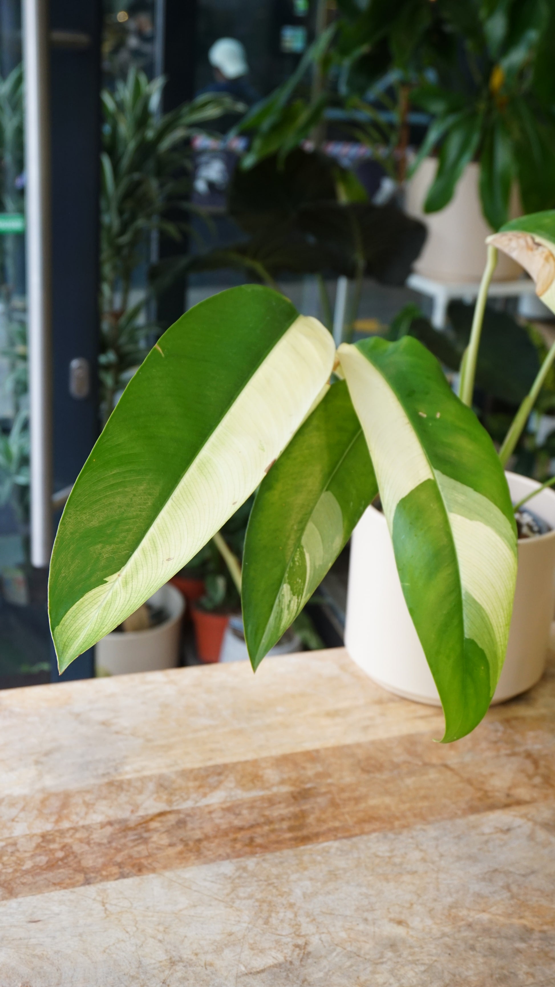 Epipremnum Giganteum White Pearl epipremnum giganteum albo variegata studio plantes rares jungle jardinerie strasbourg rare plant shop online pflanzen