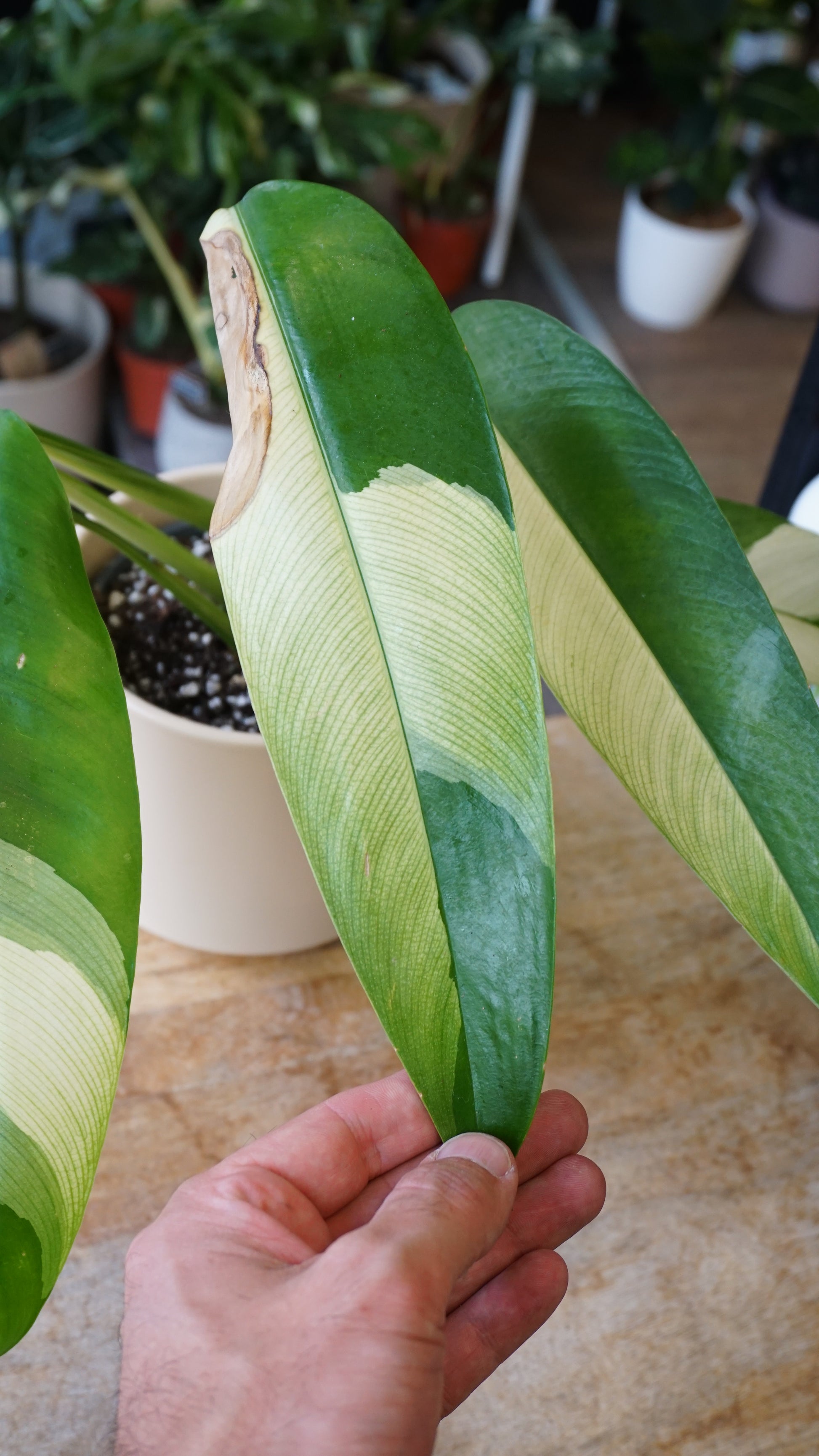 Epipremnum Giganteum White Pearl epipremnum giganteum albo variegata studio plantes rares jungle jardinerie strasbourg rare plant shop online pflanzen