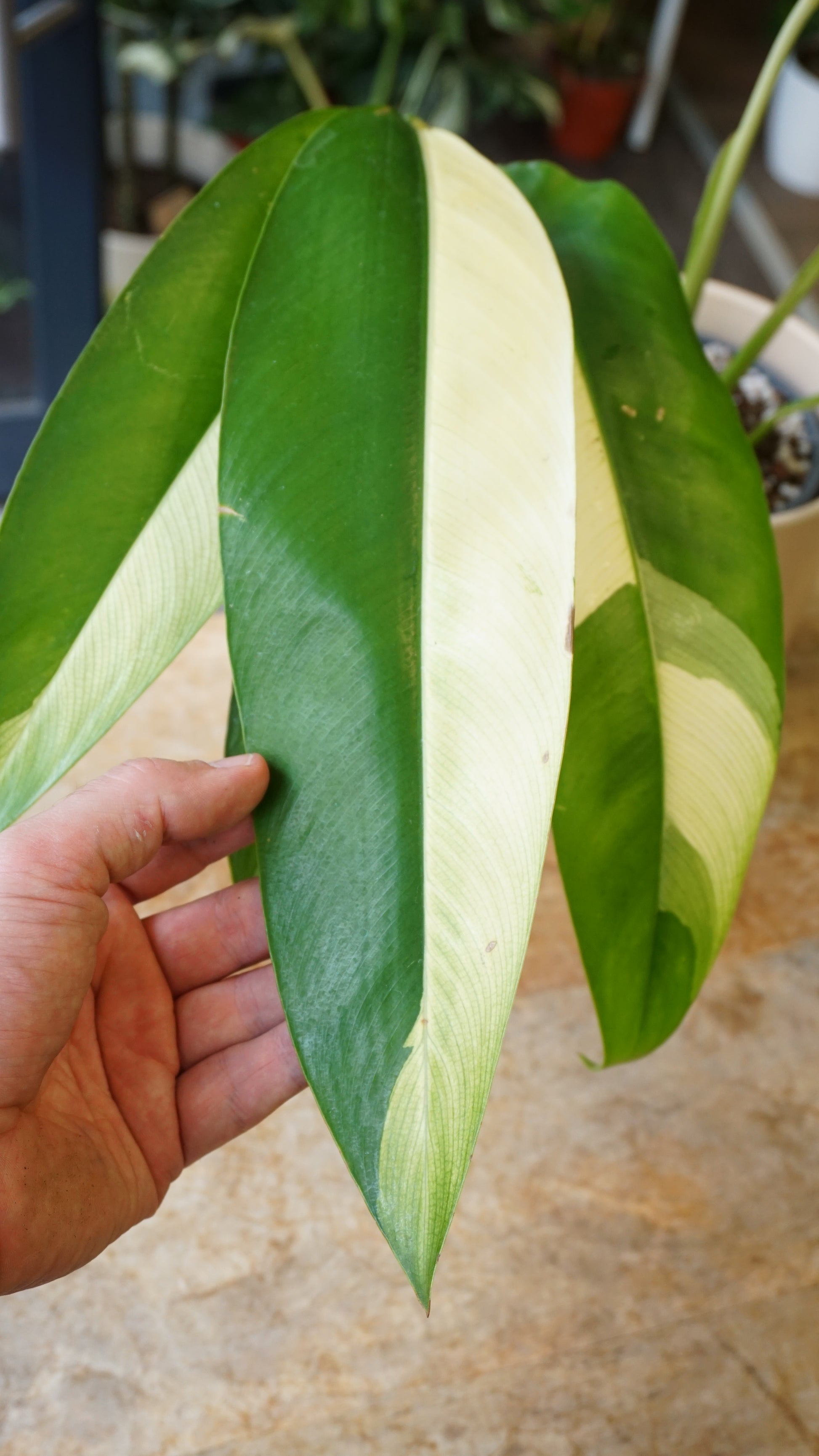 Epipremnum Giganteum White Pearl epipremnum giganteum albo variegata studio plantes rares jungle jardinerie strasbourg rare plant shop online pflanzen