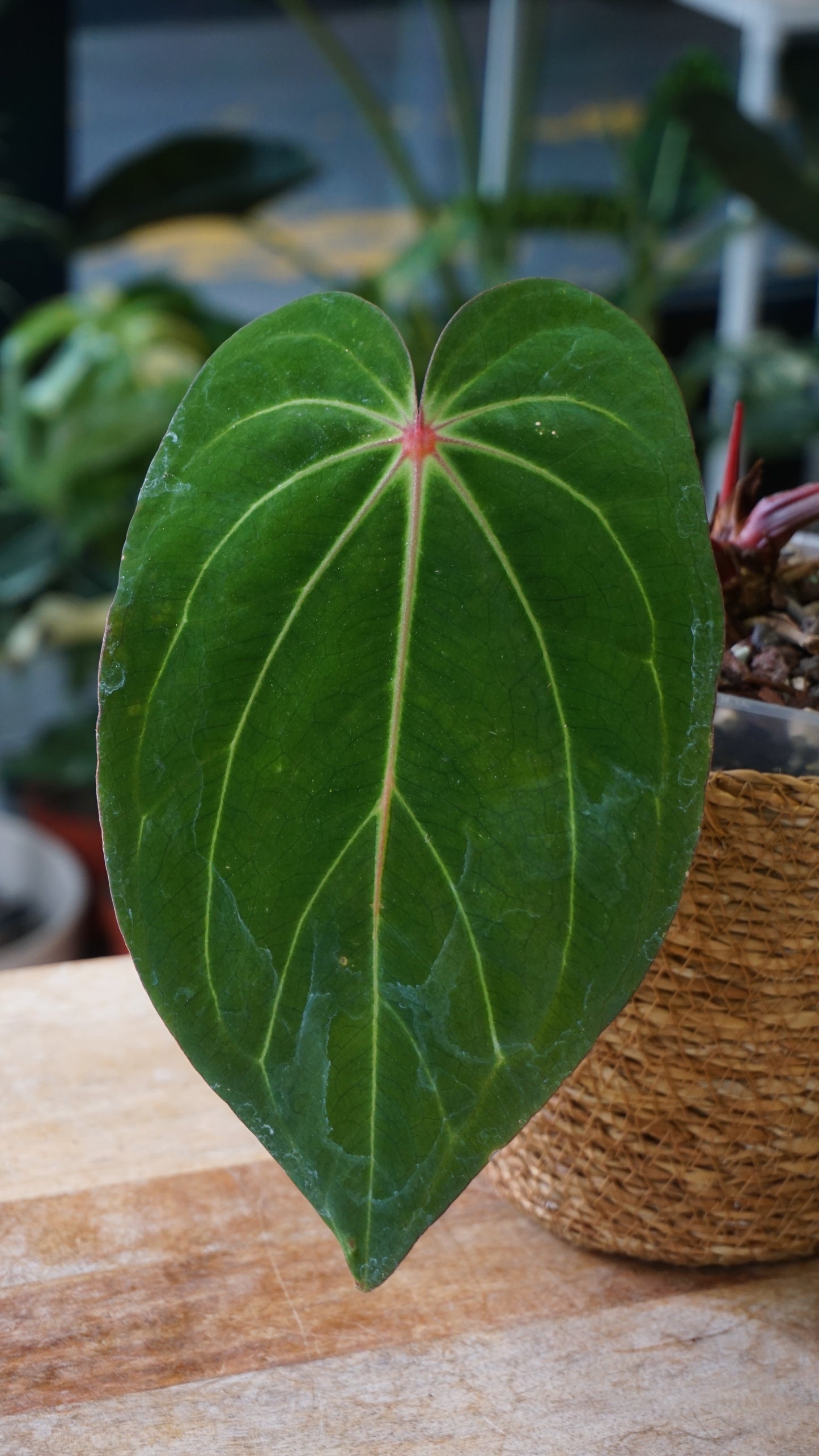 Anthurium Carlablackiae X Antolakii Giant studio plantes rares jungle jardinerie strasbourg rare plant shop online pflanzen