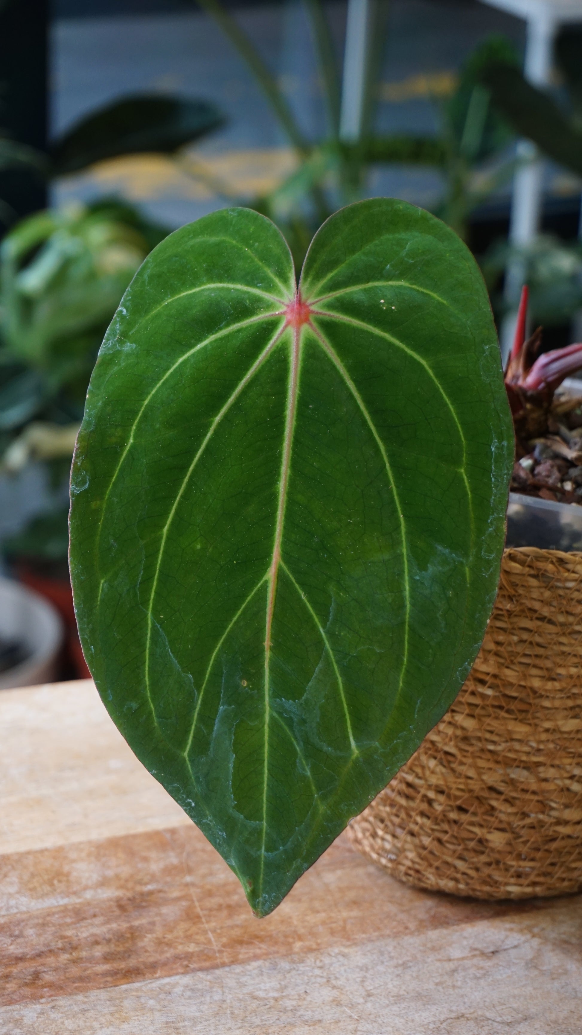Anthurium Carlablackiae X Antolakii Giant studio plantes rares jungle jardinerie strasbourg rare plant shop online pflanzen