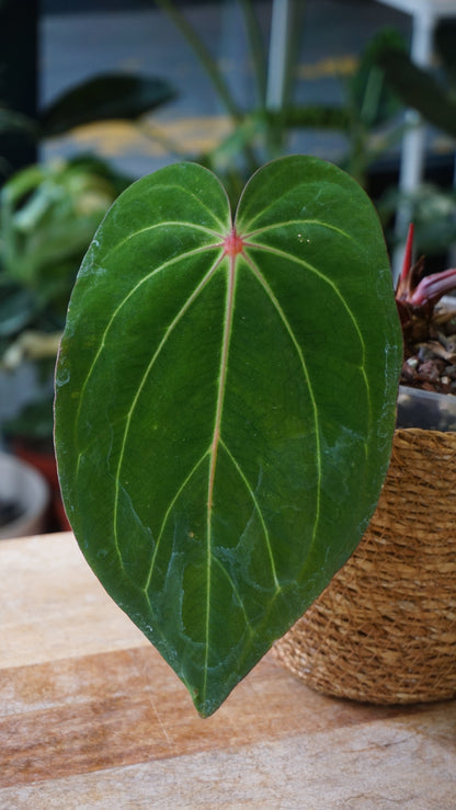 Anthurium Carlablackiae X Antolakii Giant studio plantes rares jungle jardinerie strasbourg rare plant shop online pflanzen