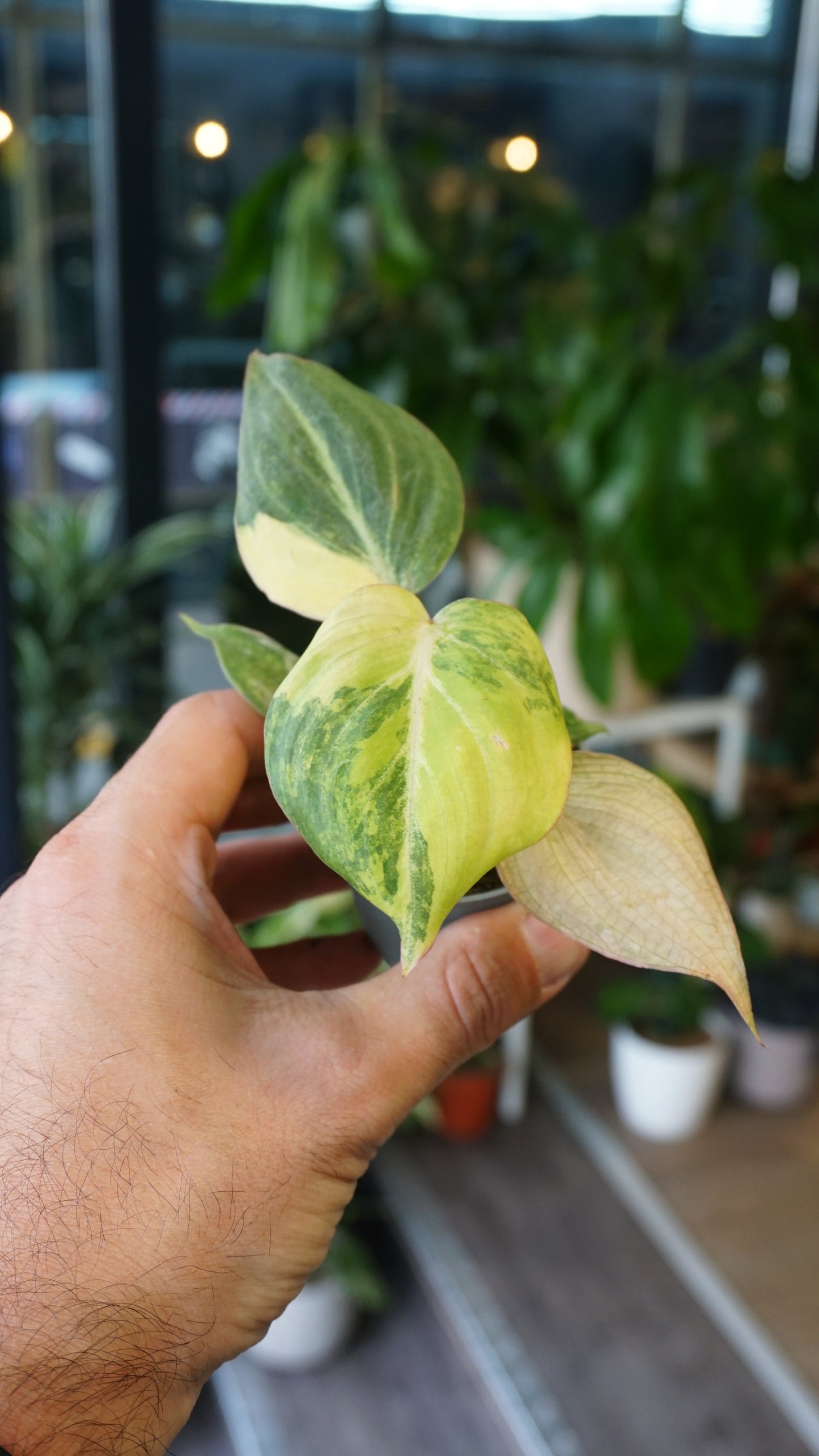 Philodendron Gloriosum Variegata Tricolore baby type 2 studio plantes rares jungle jardinerie strasbourg rare plant shop online pflanzen