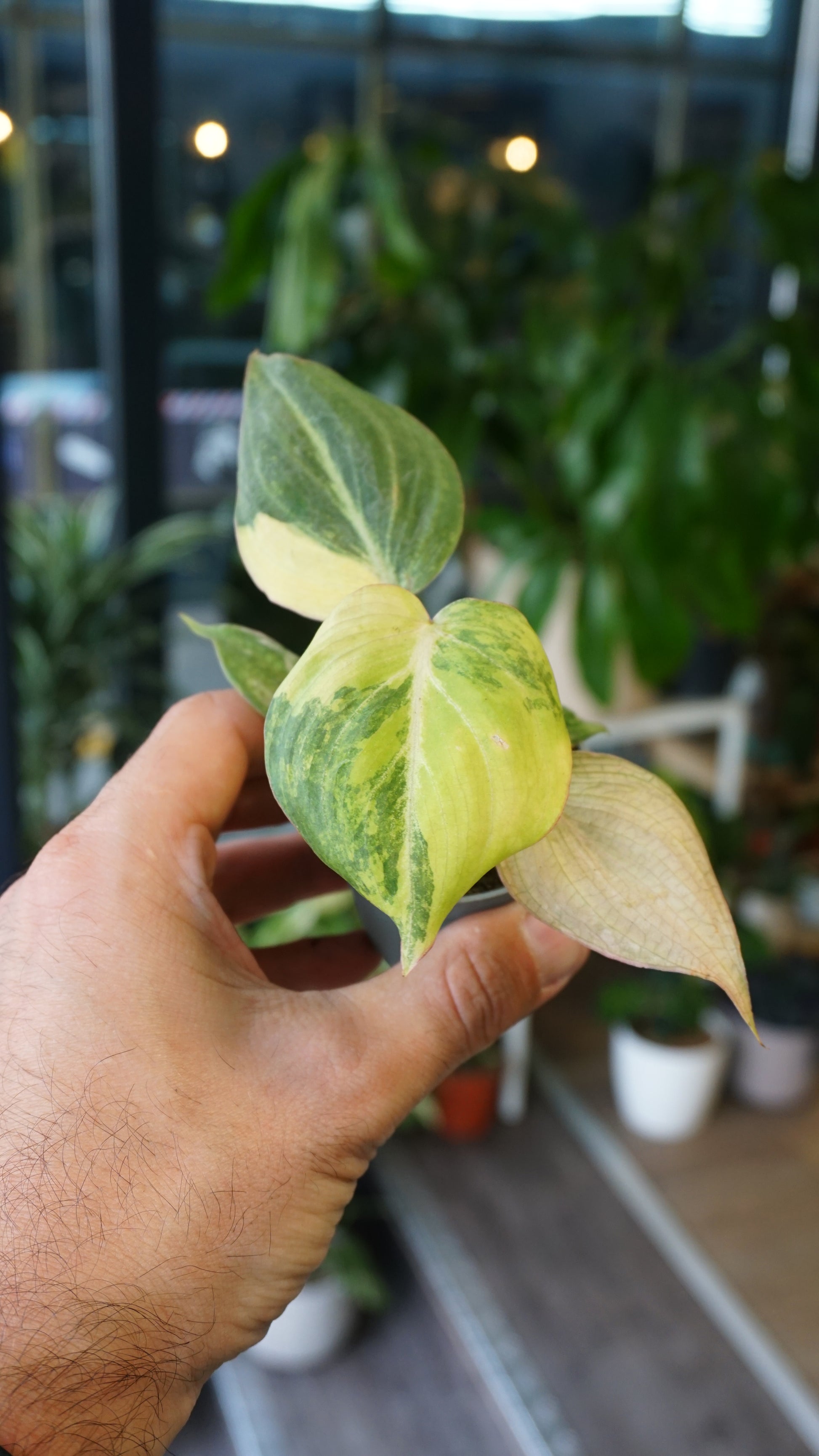 Philodendron Gloriosum Variegata Tricolore baby type 2 studio plantes rares jungle jardinerie strasbourg rare plant shop online pflanzen