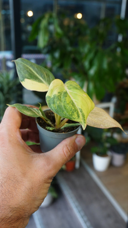 Philodendron Gloriosum Variegata Tricolore baby type 2 studio plantes rares jungle jardinerie strasbourg rare plant shop online pflanzen