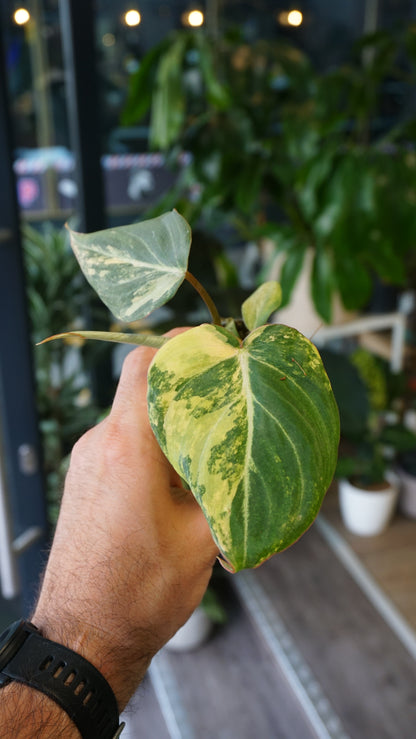 Philodendron Gloriosum Variegata Tricolore baby type 2 studio plantes rares jungle jardinerie strasbourg rare plant shop online pflanzen