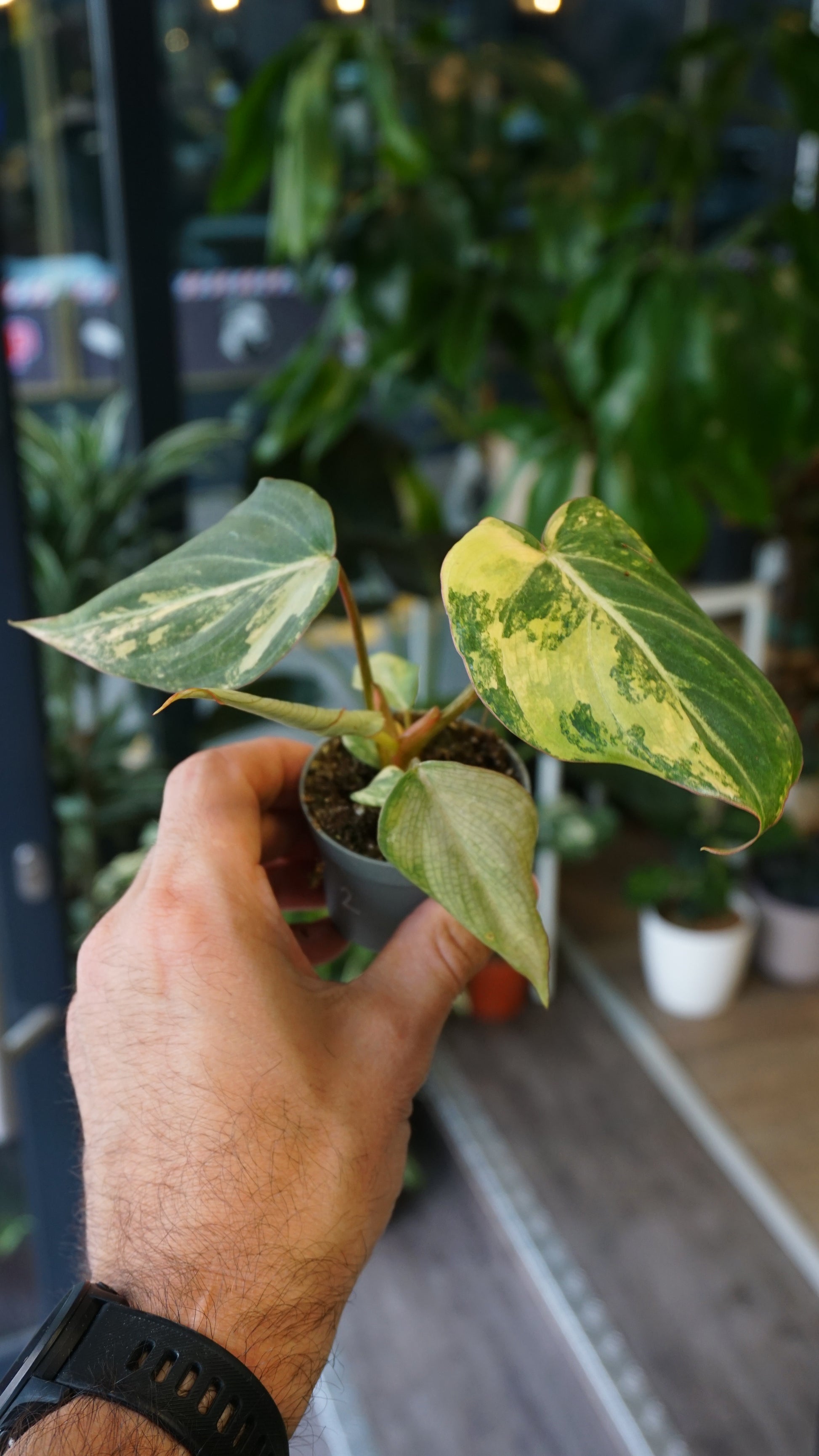 Philodendron Gloriosum Variegata Tricolore baby type 2 studio plantes rares jungle jardinerie strasbourg rare plant shop online pflanzen