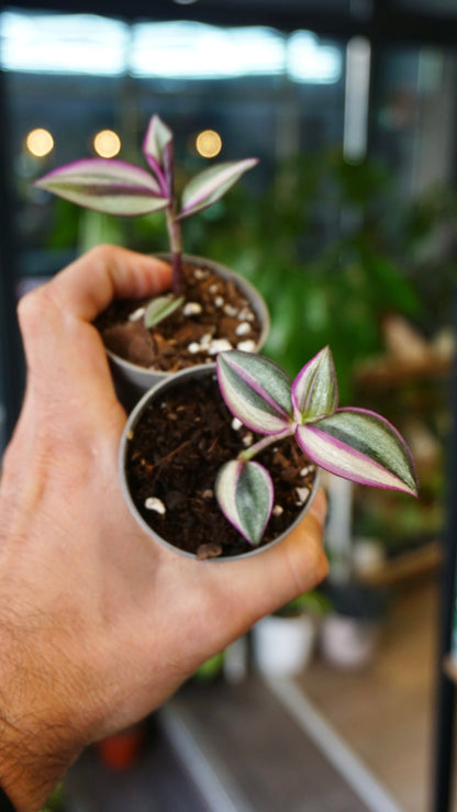 Tradescantia Jungle Fever (Wandering Jew)