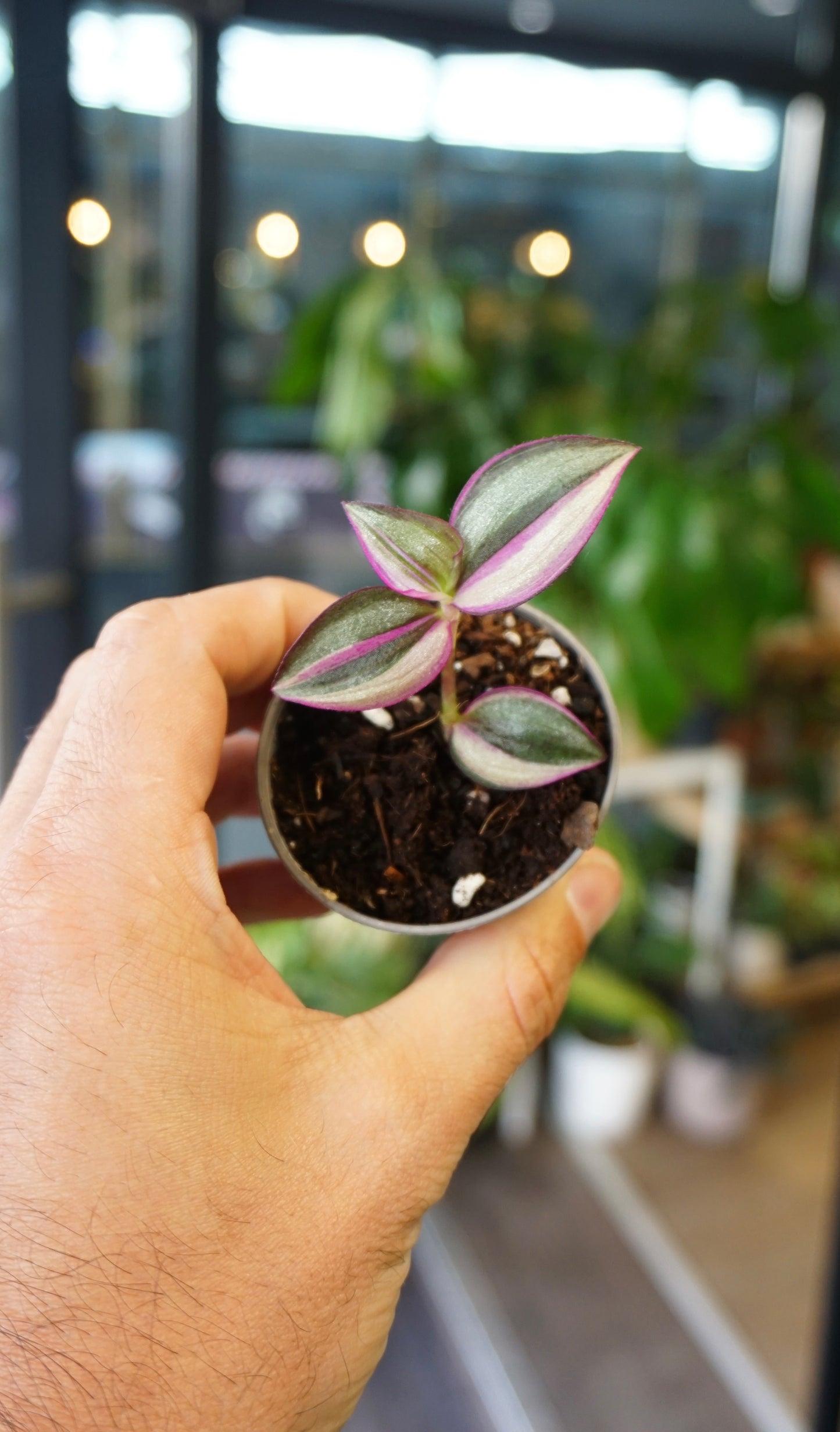Tradescantia Jungle Fever (Wandering Jew)