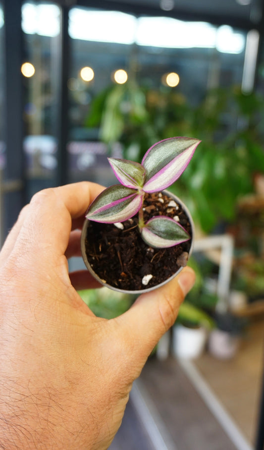 Tradescantia Jungle Fever (Misère)