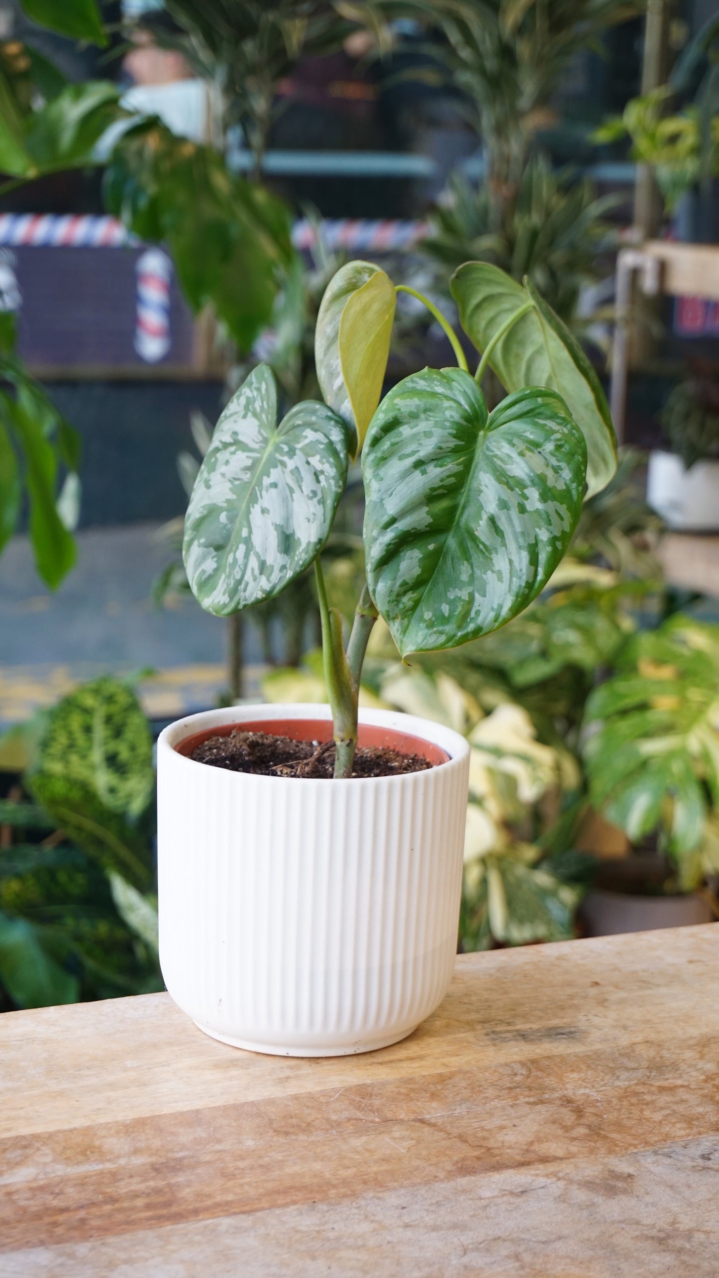 Philodendron McDowell x Brandtianum studio plantes rares jungle jardinerie strasbourg rare plant shop online pflanzen
