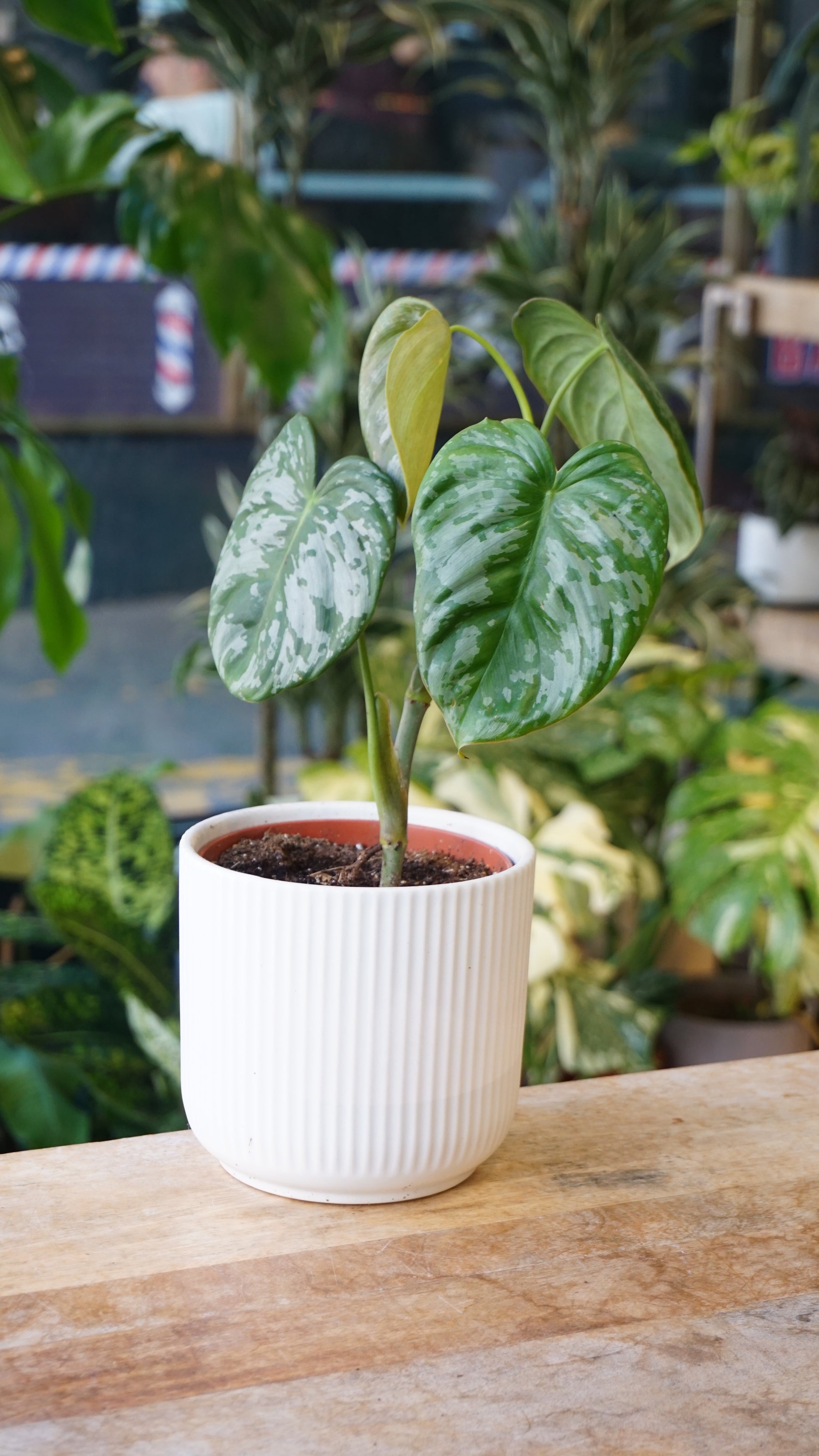Philodendron McDowell x Brandtianum studio plantes rares jungle jardinerie strasbourg rare plant shop online pflanzen