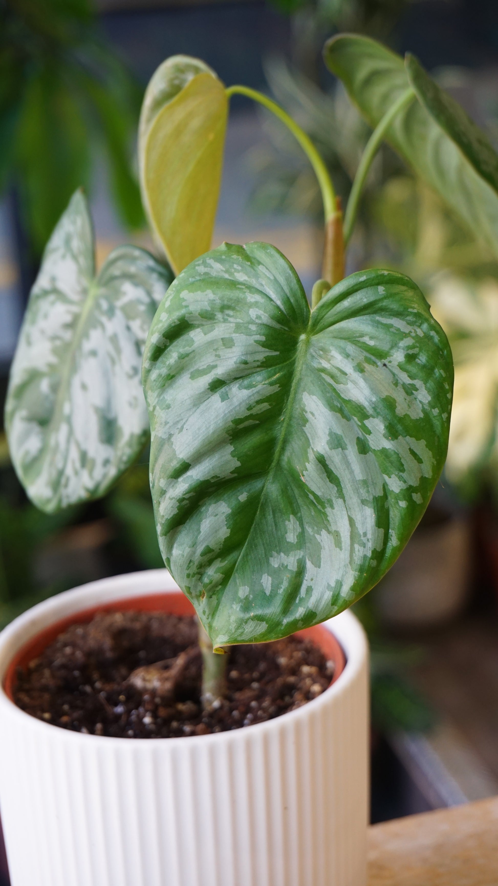 Philodendron McDowell x Brandtianum studio plantes rares jungle jardinerie strasbourg rare plant shop online pflanzen leaf zoom
